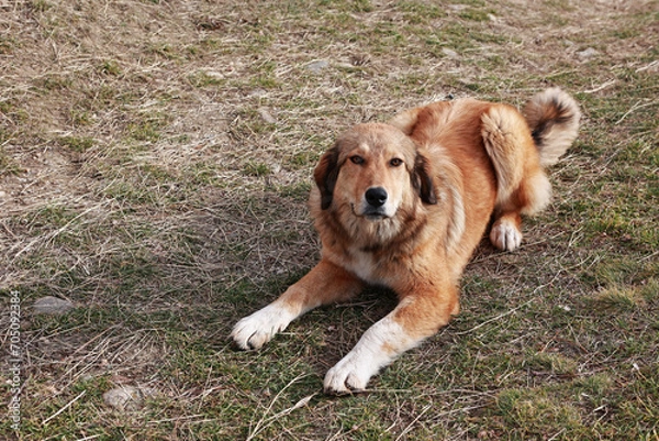 Fototapeta A beautiful gentle dog sitting.