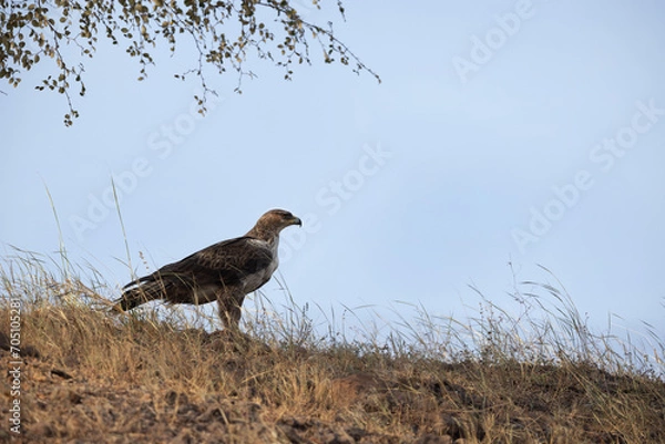 Fototapeta Bonelli's eagle perched on a mound at Bhigwan bird sanctuary, Maharashtra, India