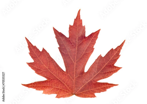 Fototapeta Red Autumn Leaf