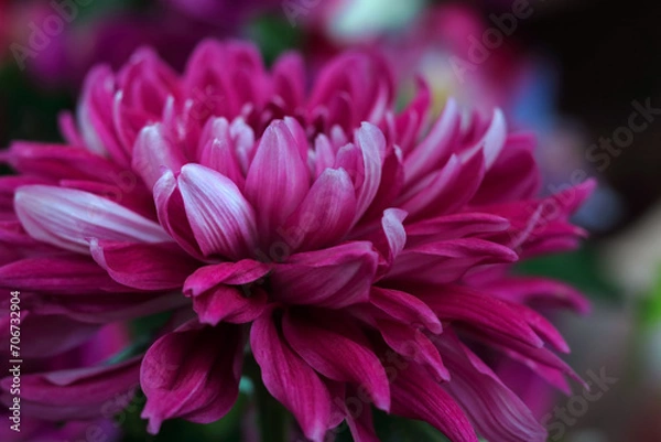 Fototapeta Purple Dahlia blooming. Big Autumn flowers. Fresh pink Dahlia flower head. Beautiful pink Chrysanthemum flowers in full bloom. Dahlia Flower purple with white edges. Valentine's day