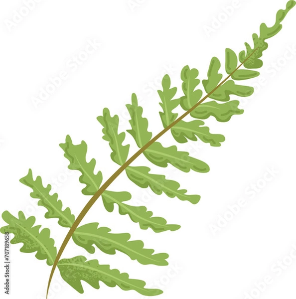 Fototapeta Detailed fern leaf with green fronds on a white background. Nature and botanical design elements vector illustration.