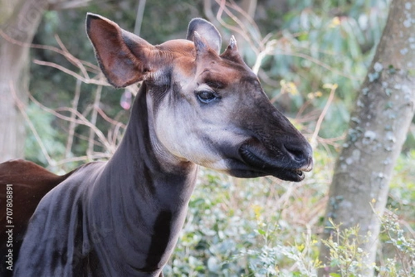 Fototapeta Okapi