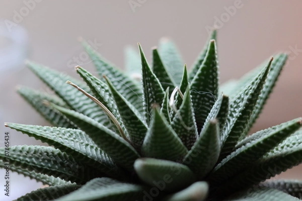 Fototapeta Aloe vera as a houseplant