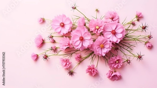 Fototapeta Bouquet of nigella flowers on pink background. Minimalistic floral composition, top view and flat lay