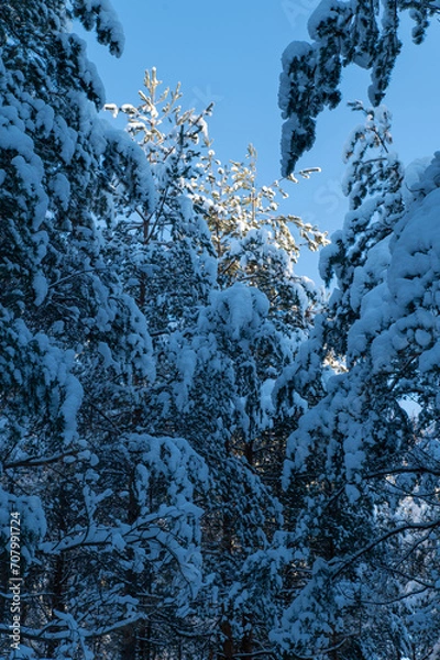 Fototapeta Winter forest illuminated by the low cold sun