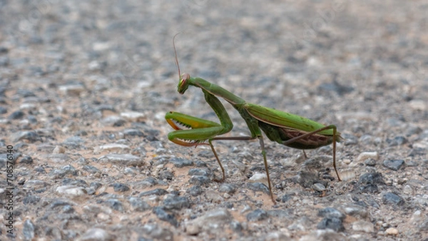 Fototapeta A close up of a wild praying mantis insect