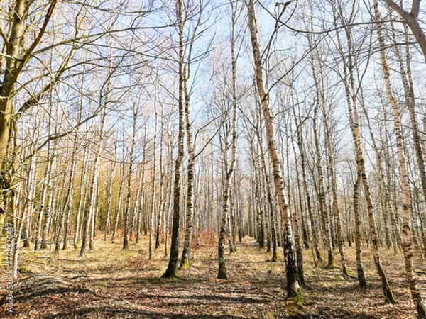 Fototapeta Forest in the Harz Mountains, Germany