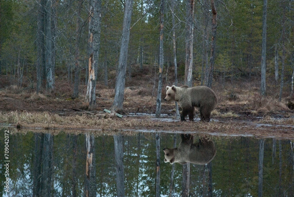 Fototapeta wild bear in the forest