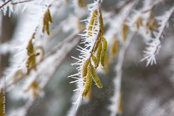 Fototapeta an earrings buds on the tree covered with frost