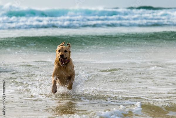 Fototapeta Labrador retriever dog running happily out of the sea towards the camera