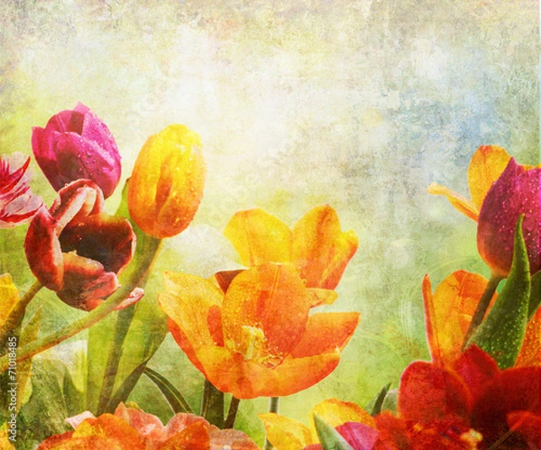 Fototapeta tulpen bunt tropfen alt