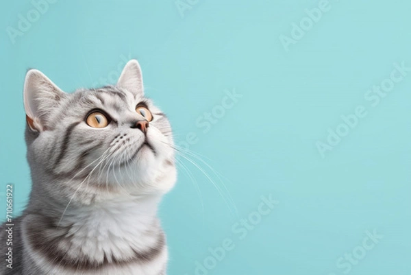 Fototapeta adorable cute cat standing isolated on blue background, with Copy space for text