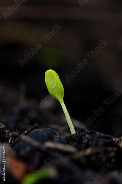 Fototapeta Green sprout growing from seed on soil.