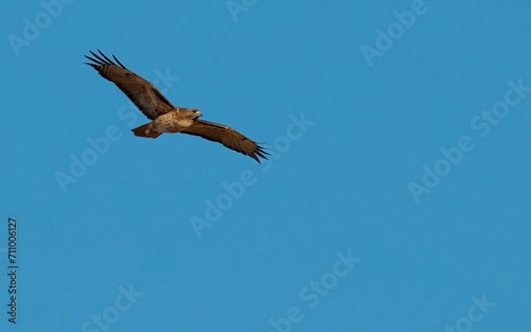 Fototapeta red tailed hawk soaring in blue sky