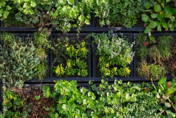 Fototapeta city wall with climbing plants in sunlight