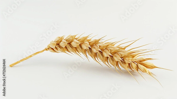 Fototapeta An ear of wheat on a white background