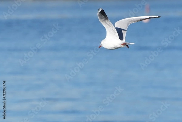 Fototapeta black headed gull in a seashore