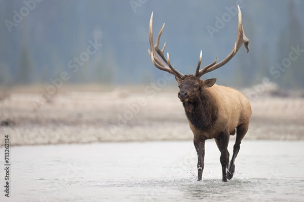 Fototapeta A bull elk in a river