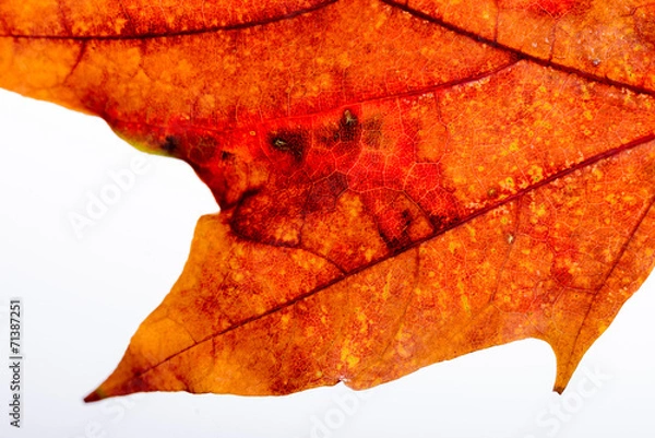 Fototapeta Macro of a Maple tree leaf with orange and red autumn colors