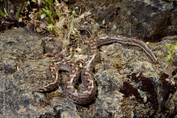 Fototapeta Javelin sand boa // Westliche Sandboa (Eryx jaculus turcicus) - Dalyan, Turkey