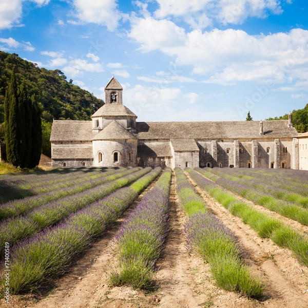 Fototapeta Lavander field