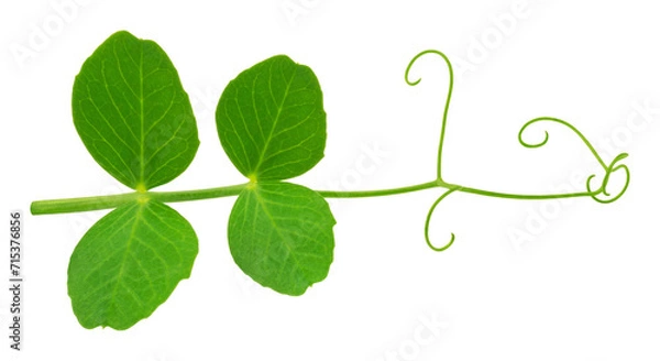 Fototapeta Sprig of peas with leaves isolated on a transparent  background.