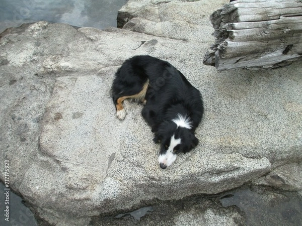 Fototapeta black dog on the beach