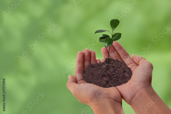 Fototapeta green plant in hand