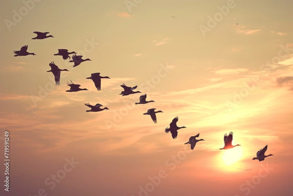 Fototapeta flock of birds flying in formation, representing unity and teamwork