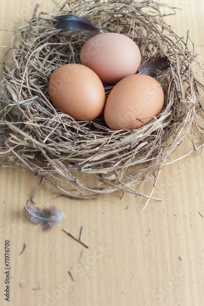 Fototapeta Egg in nest