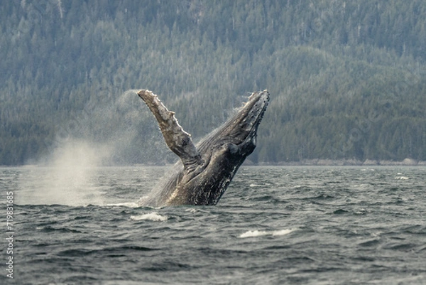 Fototapeta Humpback whale breach