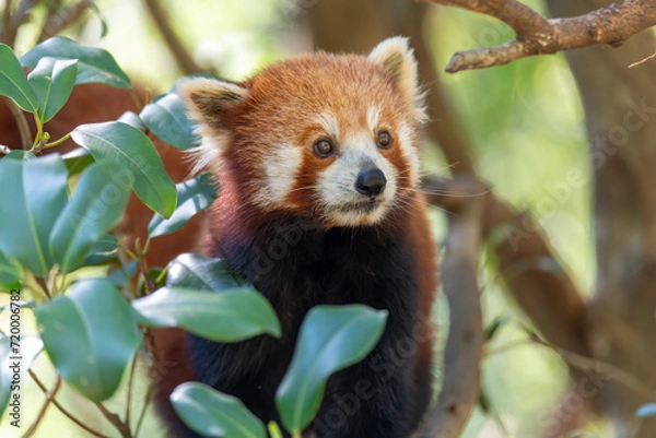 Obraz Red Panda in a tree