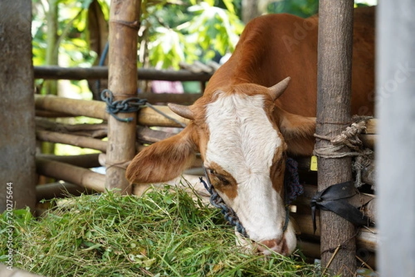 Fototapeta Local cow in the cage eating fresh grass