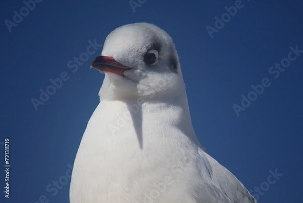 Fototapeta black-headed gull