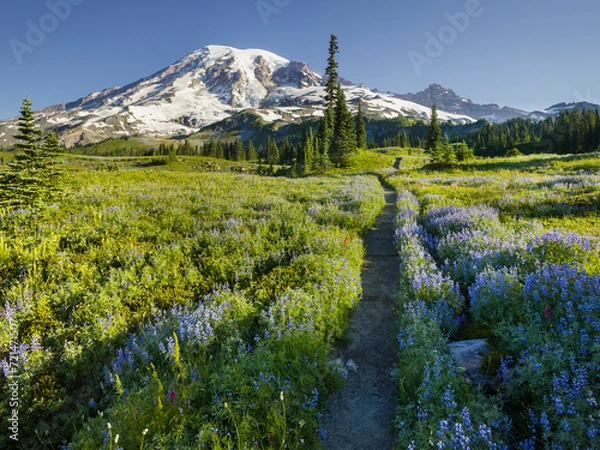 Fototapeta Mt. Rainier Weg auf der Mazama Ridge, Mt. Rainier National Park, Washington, USA