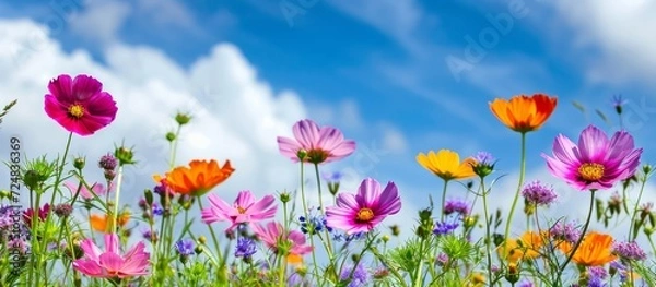 Fototapeta An astounding presentation of nature's colors: vibrant flowers bloom against a blue sky.