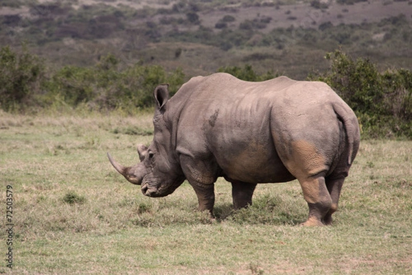 Fototapeta weißes Nashorn