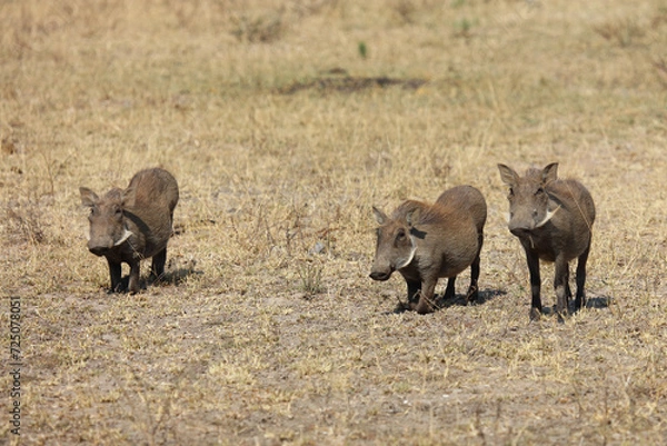 Fototapeta Warzenschwein / Warthog / Phacochoerus africanus