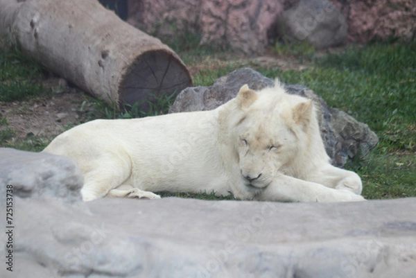 Fototapeta  LEON BLANCO - ANIMALES ZOOLOGICO