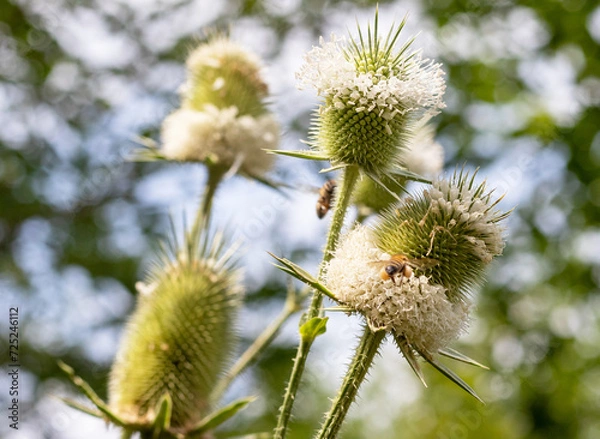 Fototapeta Wild bees collect nectar during the flowering period of plants in nature.