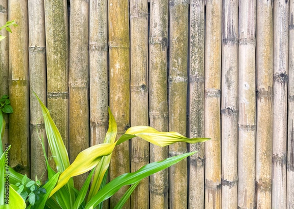 Fototapeta Old bamboo fence with green plant closeup for background