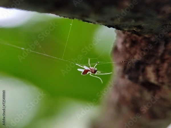 Fototapeta spider, insect, macro, nature, web, animal, bug, closeup, arachnid, wildlife, close up, garden, mosquito, net, cobweb, arachnophobia, dragonfly, predator, black, spiders, grasshopper, legs, hairy, ani