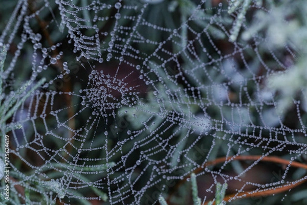 Fototapeta spider web with dew drops