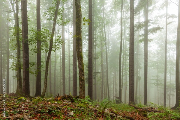 Fototapeta Morning foggy broadleaf forest landscape.