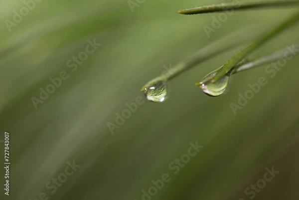 Fototapeta Loupe effect on pine water drop