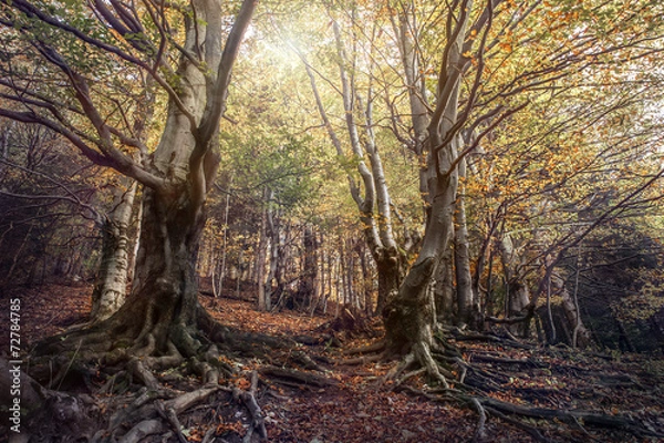 Fototapeta Curved tree in the autumn forest