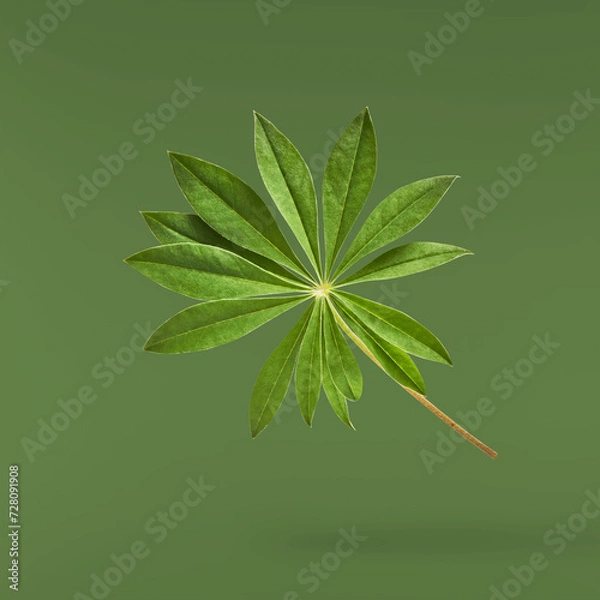 Fototapeta Fresh green lupine leaves falling in the air isolated on green background