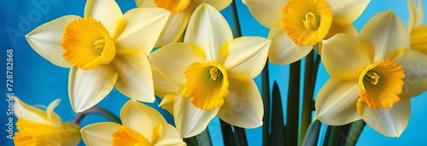 Fototapeta Garden flowers of daffodils on blue background.