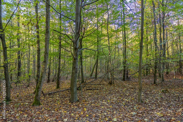 Fototapeta Fotospaziergang durch den Wald im November 2022