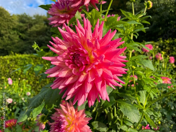 Fototapeta Beautiful vibrant pink decorative Dahlia flowers in summer autumn garden close up, floral wallpaper background with dahlias